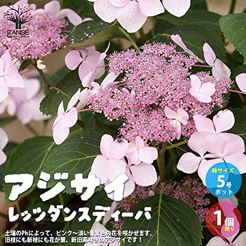 Amazon.co.jp: ITANSE: アジサイ・ハイドランジア